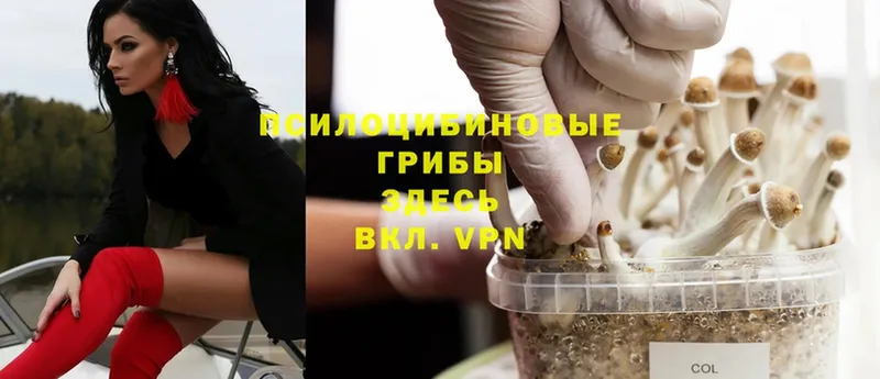 OMG ссылка  это официальный сайт  Псилоцибиновые грибы Psilocybe  где купить наркоту  Вичуга 